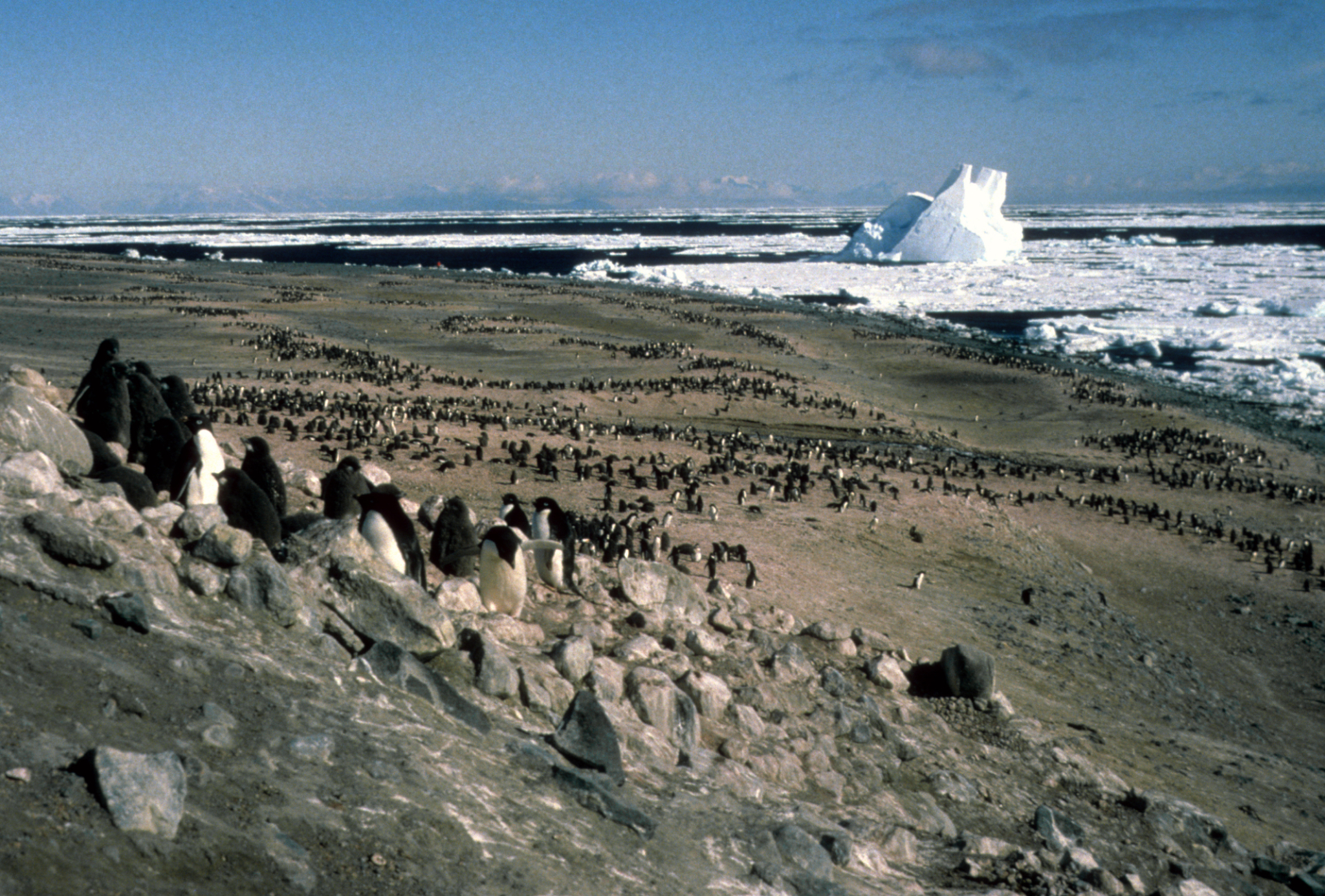 Adelie penguin colony